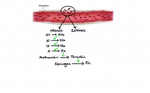 Anticoagulants, Antiplatelets, Thrombolytics Drugs Nursing Considerations & Management - RNpedia