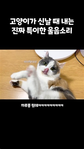 Cat meowing = Must officially register as "Kkuru-rung"