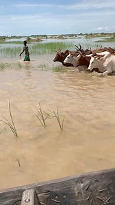 📍 Mopti , Region 🐄🍶🌱#fulbe #fula #fulani #mali #nigeria #cameoon #fulani #pular #macina | Mali paw b di