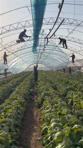 Vegetable Greenhouse Construction: Complete Process Guide