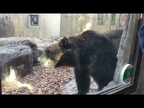 【上野動物園】迫力満点！エゾヒグマ！