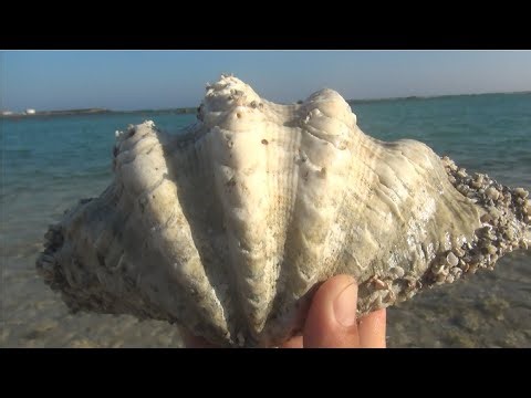 discovered many snail shells and conchis on the coral reef