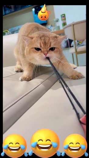 Cat vs Rubber Band! 😂 Cute Kitty Pulls Rubber Band From Its Mouth – Funny Cat Moment #shorts #cat