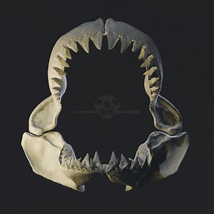 Great White Shark Jaw 3D Model (carcharodon Carcharias) - Museum Quality High-resolution PLY for 3D Printing - Etsy