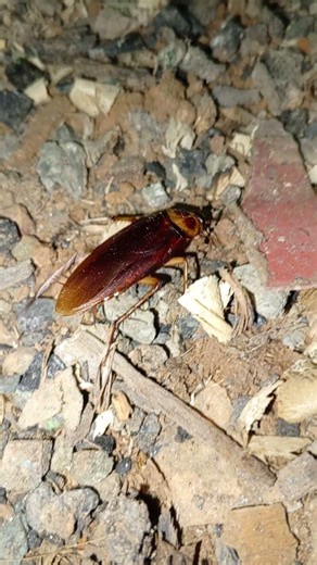 Cockroach eating food
