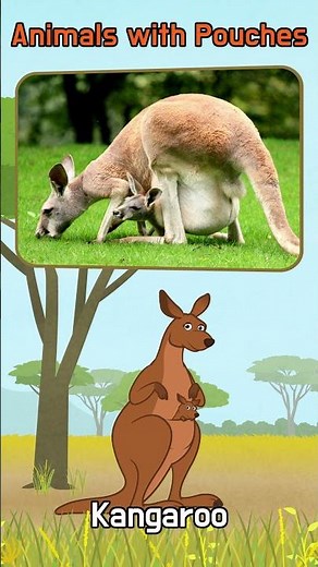 Animals with Pouches! 🦘🐨🦐🐦 | Fun Facts for Kids" |#shorts | Little Fox