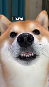 I have the best smile! 😄🐶✨ #HappyVibes #DogLovers | Reagan Rhodes