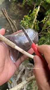 Miltiply plants in 32 days #bonsai #bonsaitree #fblifestyle | Nuri Hadiyanto