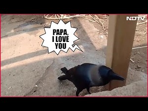 Talking Crow Viral Video | This Crow Talks Like A Human - Watch Viral Video