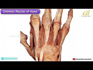 Intrinsic Muscles of the Hand 🖐️ Cadaveric Anatomy | Ultra High-Yield USMLE Final Aid