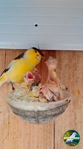 Canário gloster tratando seus filhotes! #canary | Paraíso dos Canários Belgas