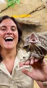 Frill Dragons have a such a distinct look and are known for their Frilled Neck Display😳 They do this display whenever they feel threatened🤩 This animal actually inspired a scene in Jurassic Park where one of the Programmers gets attached by a mid-sized dinosaur that also had a frilled neck🙌 . . . #wow #happy #wildlife #jurassic #park #real #life #dragons #cute #little #lizard #haha #funny #reels #amazing #animals #animallovers #life #havefun #wild #AmaZing #video #friendly #style #fun #funnyv