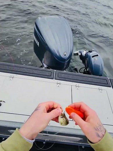 How to rig a perch for Lingcod 🎣 #fishing #fish