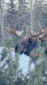 107K views · 4.9K reactions | The life of a moose is quiet and solitary—wandering the wild, enduring cold, harsh winters, and carrying the weight of the wilderness with every step. A lone traveler shaped by Alaska’s unforgiving land. 龜 #jcsolbergphotography #alaskaphotography #wildlifephotographer #naturelovers #wildlifephotography #outdoors #antlers #MooseOnTheLoose #moose #AlaskaProud #alaskaphotographer #lonelyRoad | Alaskan Adventures And More | Facebook