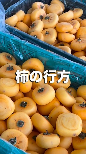 柿の行方 皮を剥き終わった柿は 一つ一つつるし 乾燥させます‼︎ 一日約7,200個‼︎ 4台車！ すごい数の柿をむいて干してます！ この渋柿が甘くて美味しいあんぽ柿になるための工程。 ーーーーーーーーーーーーーーーーー ㈲M.A.C.Orchardｴﾑ.ｴｰ.ｼｰ.ｵｰﾁｬｰﾄﾞ 山梨県南アルプス市 耕作面積 24ha (東京ドーム約5個分) 除草剤不使用、減農薬 環境にも身体にも優しい農業 ーーーーーーーーーーーーーーーーー #macorchard #内閣総理大臣賞 #内閣総理大臣賞受賞 #第54回日本農業賞大賞 #日本農業賞大賞受賞 #日本のチカラ出演 #桃 #シャインマスカット #あんぽ柿 #除草剤不使用 #減農薬 #環境に優しい農業 #南アルプス市は山梨です | Ｍ．Ａ．Ｃ．Ｏｒｃｈａｒｄ