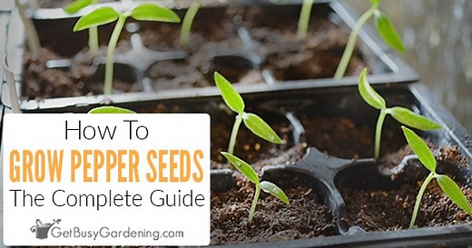 Growing Peppers From Seed: The Complete How To Guide - Get Busy Gardening