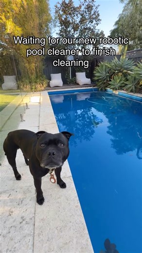 Peanut.Black.Staffy | I knew the answer before I even finished the sentence. 🤣 Leaves in the pool is not a reason to miss a swim according to Peanut. Our... | Instagram