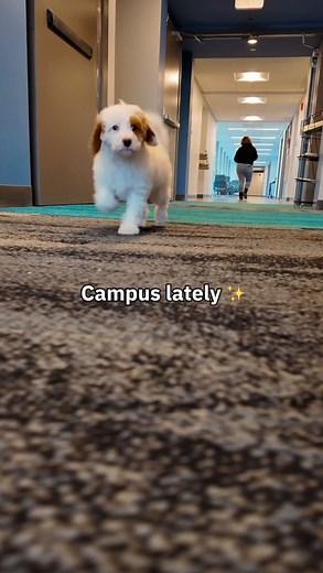 We major in immaculate vibes 📚🐶🏫🌞🧑‍💻🌇 #Stevensinstituteoftechnology #immaculatevibes #campuslife #collegelifestyle #collegelife | Stevens Institute of Technology