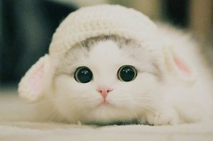 150  Nama Hewan Peliharaan yang Lucu dan Tidak Pasaran - Sonora.id