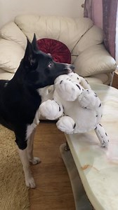 73K views · 3.1K reactions | Barney the Tv border collie Part 4 | Stephen Kelleher | Facebook