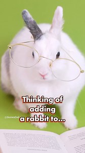 14 reactions | Thinking of adding a bunny to your household, but...