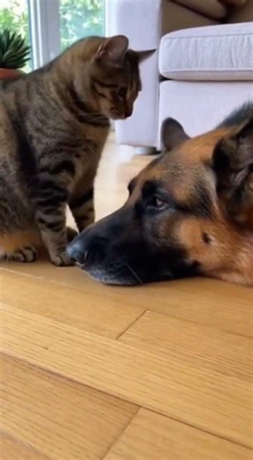 Feisty Cat Slaps Calm Dog But Cries When Touched! #FunnyPets