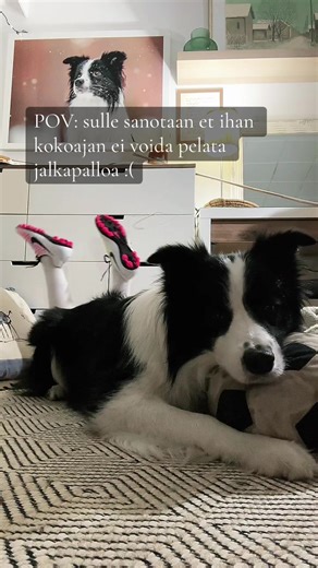 Border Collie and Soccer: A Playful Adventure