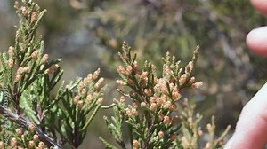 Eastern Red Cedar cones getting flicked to demonstrate the pollen releasing in a cloud; in slow motion