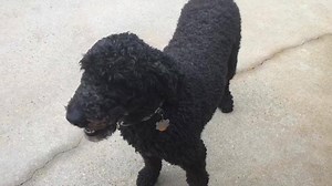 4.2K views · 100 reactions | Meet Jetta, She’s a very sweet seven-year-old standard poodle, and is available for adoption. She’s a big girl, very friendly, and would do best in a home with older children. Please email us at creolepoodlerescue@yahoo.com for an application. A secure above ground fenced in backyard and good vet reference is required. | Creole Poodle Rescue | Facebook