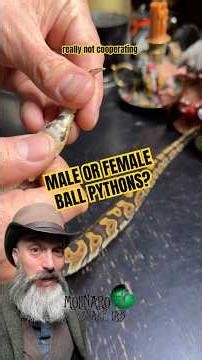 How I check if I have a male or female ball python! #molinarosnakelab #royalpython #ballpython #fyi
