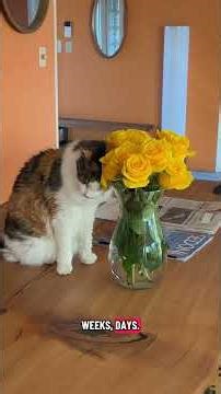 🌹Cats & Roses Can Solve Anything. #cat #cats #roses