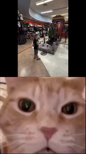 Cat_Reacts on TikTok