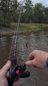🔥The GOAT🔥 A topwater barra explosion for Paul Chew, buzzing the ZMan 4.25" Billy GOAT, rigged weedless on a TT ChinlockZ SWS jighead. BOOF! 🎥 @on.the.chew The versatile GOAT family can be fished topwater and sub-surface, is available in 1.75" to 4.25" sizes, and it gets eaten in the fresh and salt. Check out the GOAT family on our website at - https://www.tackletactics.com.au/search?q=GOAT . . #fishing #zman #zmanGOAT #billyGOAT #ifishzman #barra #barramundi #barrafishing #ttfishing #chinloc