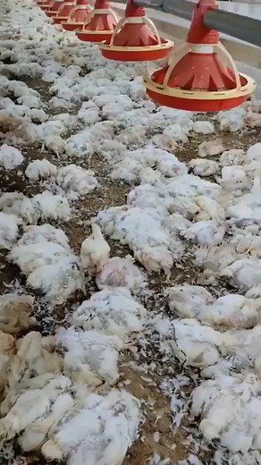 ربنا يعوض عليك بحق هذه الأيام المفترجه وهو دا حال مربي الدواجن | بورصة الغربية لبيض المائدة