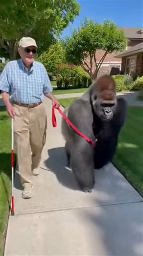Ted has a new pet 😯😅 #viral #funny #share #trending #mustwatch #sora #gorilla