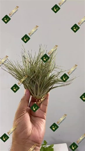 ‏#nature #flowers #swimmingpool #dubai #landscapeartist