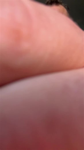 #gantomusodad #ganto #muso #gantomusomom #fypシ゚viral