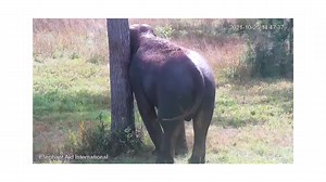 Bathe, Dust, Scratch... Repeat! Elephants have a fairly straightforward approach to skincare. First, they bathe by spraying water or submerging in water. Next, they cover their body with dirt. And then they exfoliate. By rubbing on an abrasive surface, Bo removes dead skin cells and keeps his skin fresh and breathable. In captivity, many elephants never have the benefit of a live tree. They use barn walls and other fabricated objects instead. But in his natural habitat, Bo quickly discovered tre