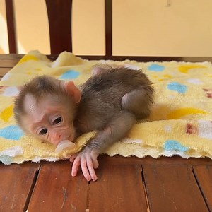 6.8K views · 290 reactions | Linda Fast Change Emoti0n Force Mom Feed Her Faster. . . #fblifestylelife #fblifestyle #fblifestylemanagement #fblifestyletyle #fblifestylechallenge #fblifestyle #reel #cute #animals #lovely #newbornbabymonkey #monkey | Mr Jacky | Facebook