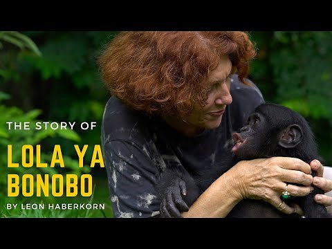 Docu: The story of Lola ya Bonobo