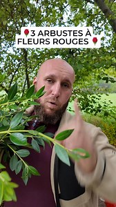 3 ARBUSTES À FLEURS ROUGES Tu veux du rouge qui tape dans l’œil ? ❤️ Oublie les rosiers classiques, j’te parle de trois arbustes de compèt’ ! Le Metrosideros tomentosa, c’est le pompier des falaises — il pousse là où personne d’autre n’ose. Le Feijoa, lui, t’offre des fleurs rouges comestibles ET des fruits qui sentent le cocktail tropical 🍹 Et le Caesalpinia pulcherrima ? C’est un feu d’artifice sur pattes, littéralement. Bref, trois plantes rouges… trois caractères bien trempés 🔥 #plantes #a