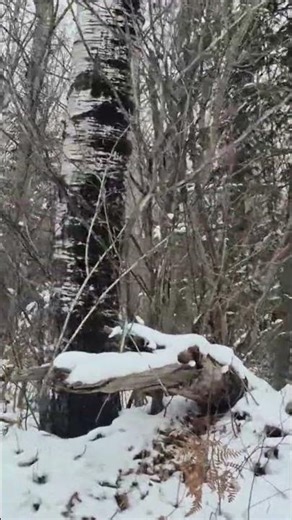 Silent Footsteps Through Winter's Most Magical Place #relax #asmr #forest