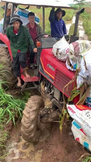 YANMAR F500 tractor is very powerful in transporting corn