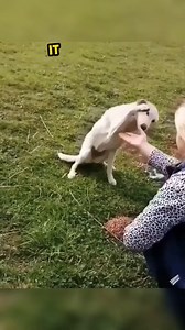 14K views · 1.6K reactions | This dog just wants love 凉❤️殺#fyp #animals #love #pet #Amazing #shortvideo #mink #animal #adorable #dog #shorts #doglife #cute #Animals #cuteanimals | Covered Perfectly | Facebook