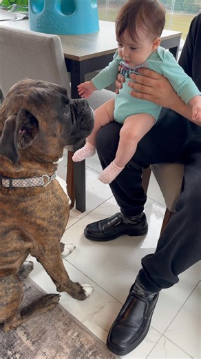 Happy boy #foryoupagereels #foryourpage #boxer | Angels by the Dozen Boxers