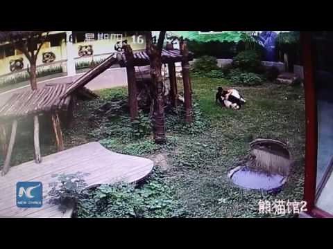 Man jumps into panda den, gets attacked by giant panda 游客闯进熊猫馆 打扰午睡熊猫展开“人熊大战“