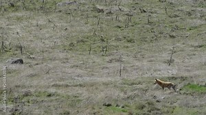 Fox Stalking and Pouncing His Prey in a Grassy Hay Field