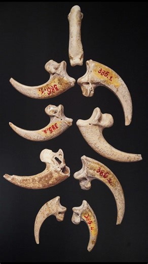 Les premiers bijoux
