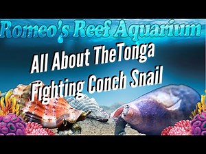 Romeo's 5 Minute Reefing. Tonga Fighting Conch