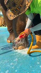 Why Zookeepers Wash Elephant Feet! 😳🐘🦶 #facts​ #viralshorts​ #viral​ #new​ #latest​ #factshorts​ #trendingshorts​ #shorts | Santosh Chaurasiya